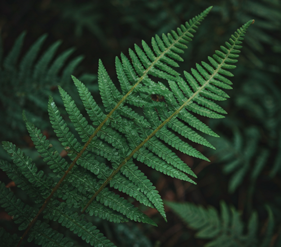 Folha verde close-up